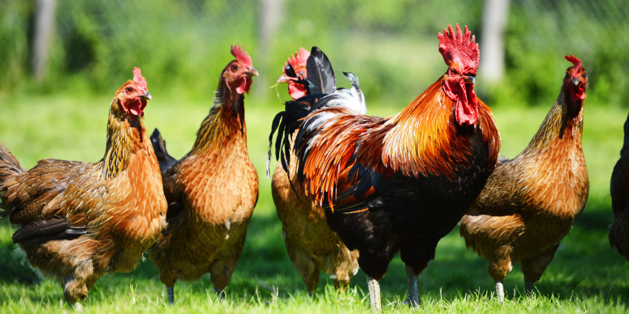 Synthetic Methionine in the organic poultry industry